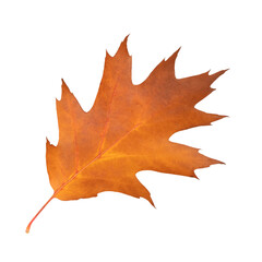 Beautiful autumn orange oak leaf isolated on white background. Oak leaf on a white background
