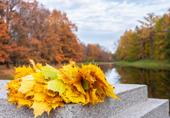 Autumn leaves on the background of the autumn landscape in the Catherine Park, Pushkin (Tsarskoye...