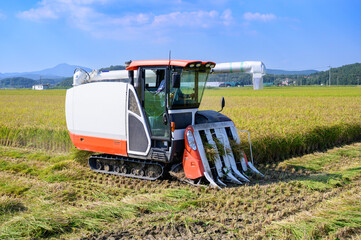 Korean traditional rice farming. Rice field harvesting machine. Korean rice fields. Rice fields and sky in Ganghwa Island, Incheon.