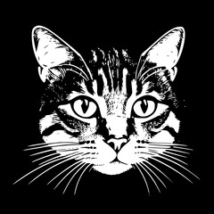 closeup of domestic tiger cat face