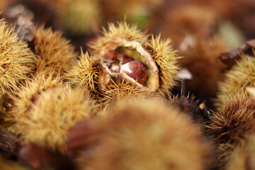 Close up from chestnut on the ground in a forest