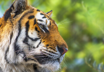 Portrait du Tigre de l’Amour,Tigre de Sibérie(Panthera tigris altaica)