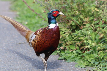 Pheasant (Phasianus colchicus) resident at WWT Arundell out for a walk.