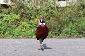 Pheasant (Phasianus colchicus) In the catwalk pose.