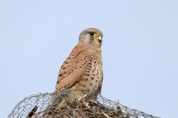 Kestrel (Falco tinnunculus sat atop the reedbed hide at WWT Arundell.