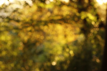 Forest in an autumn day