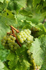 grapes on the vine
