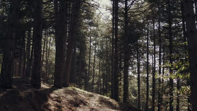 Tree tops against sunny sky. Pine forest is 
lake view. drone shoot,mountain