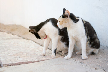 Pareja de gatos callejeros se lavan con la lengua sobre la acera