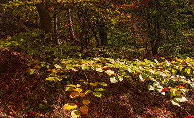 Nature in a Romanian forest