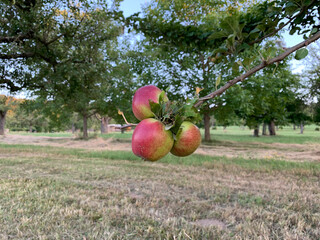 Three red-green apples hang together on the same branch of a tree against the backdrop of a garden. Horizontal photo