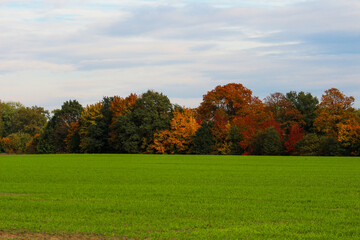 Fototapeta premium Autumn gold-brown colors on a background of green grass