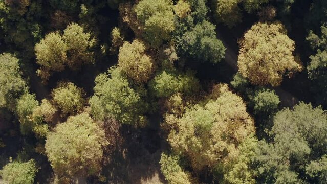 Tree tops against sunny sky. Pine forest is 
lake view. drone shoot,mountain