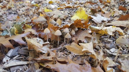 Fall mushrooms emerging from under the leaves