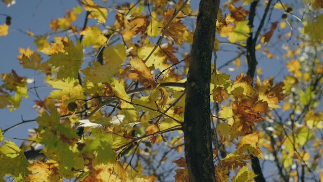 yellow autumn tree on a background of blue sky, sunny day.,green leaf,green trees. Summer background. slow motion