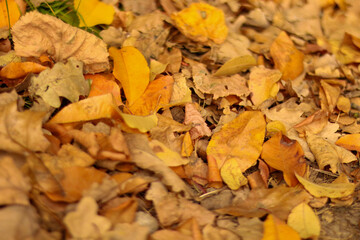 Golden autumn among the trees