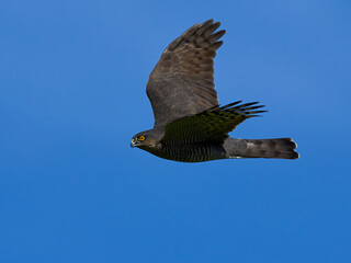 Eurasian sparrowhawk (Accipiter nisus)