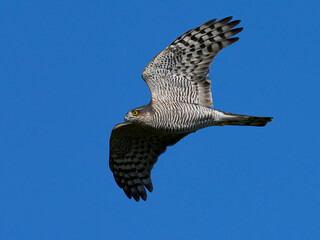 Fototapeta premium Eurasian sparrowhawk (Accipiter nisus)