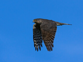 Eurasian sparrowhawk (Accipiter nisus)