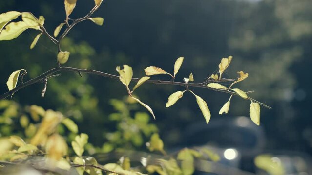 yellow autumn tree on a background of blue sky, sunny day.,green leaf,green trees. Summer background. slow motion