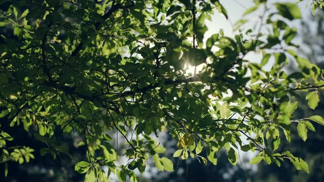 yellow autumn tree on a background of blue sky, sunny day.,green leaf,green trees. Summer background. slow motion