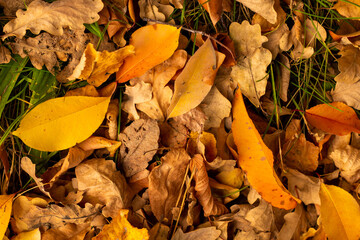 Golden autumn among the trees