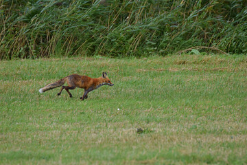 The red fox runs against the background of reeds.