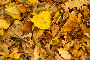 Golden autumn among the trees
