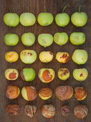 Little green apples sorted from fresh to rotten. Food spoilage