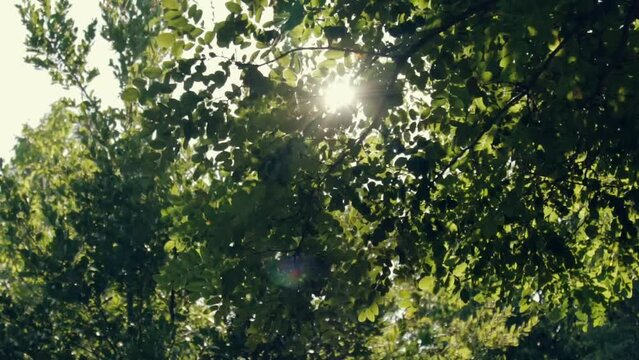 yellow autumn tree on a background of blue sky, sunny day.,green leaf,green trees. Summer background. slow motion