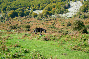  Santa Serena mountain plateau , Monti Lepini Natural Regional Park, Italy