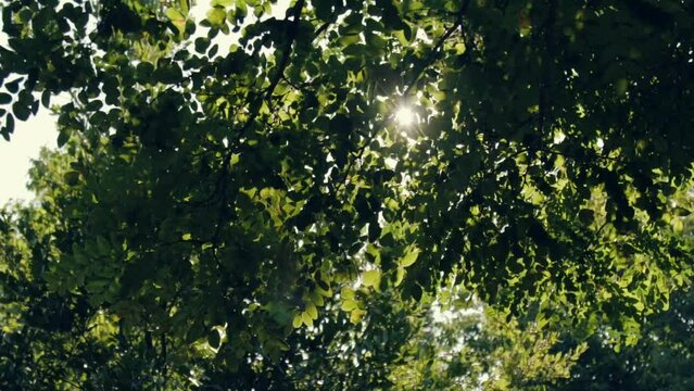 yellow autumn tree on a background of blue sky, sunny day.,green leaf,green trees. Summer background. slow motion
