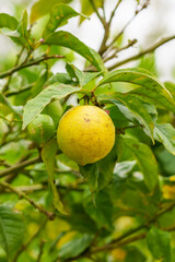 Ripe yellow lemon with disease spots on the peel on a fruit tree branch