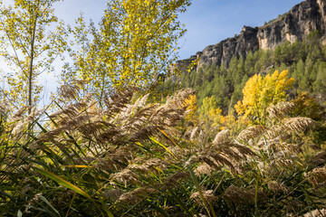 The Jucar river in autumn in Cuenca, Castilla La Mancha in Spain. Autumn landscape with trees full of yellow leaves