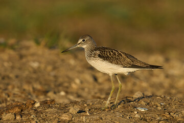 Common greenshank (Tringa nebularia)