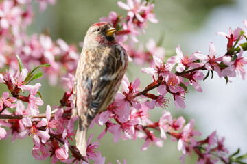 Little bird sitting on a branch of blossom almond tree. The Common  Redpoll