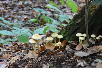 mushrooms in the woods