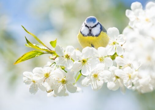 Little bird sitting on branch of blossom cherry tree. The blue tit