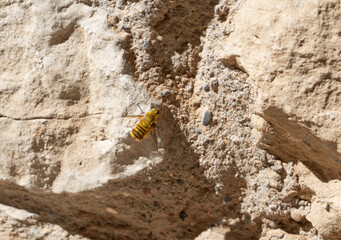 close-up of a bee fly (Bombyliidae) warming on a stone in sunshine