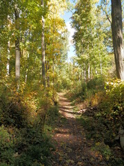 Obraz premium Auf dem Weg zur Burgruine Hohnstein in Neustadt im Südharz