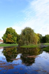 plants on the background of autumn nature