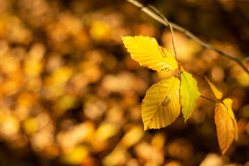 Obraz premium Golden autumn among the trees