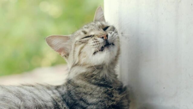 portrait of a cat