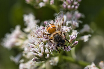 bee on a flower