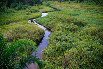 Meandering stream in Manu national park, Peru. 