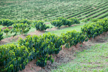 Fototapeta na wymiar Farm coffee plantation in Brazil