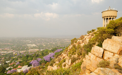 A view from Northcliff Hill in Johannesburg of Jacaranda trees in full bloom, displaying their...