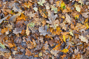 Dark brown and orange autumn fallen leaves as background. Late fall season leaves texture.