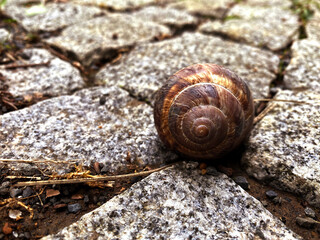 Brown snail on road