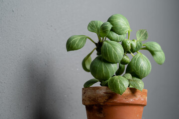 Euphorbia monadenium ritchiei plant in terracotta pot with isolated grey background